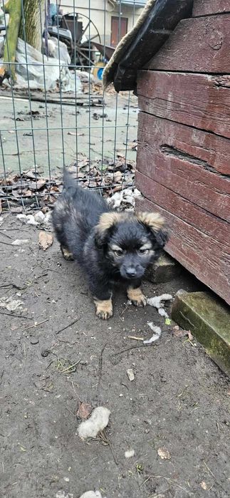 Oddam pieski w dobre ręce