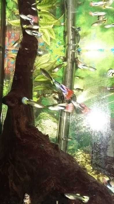 Guppys todas as cores