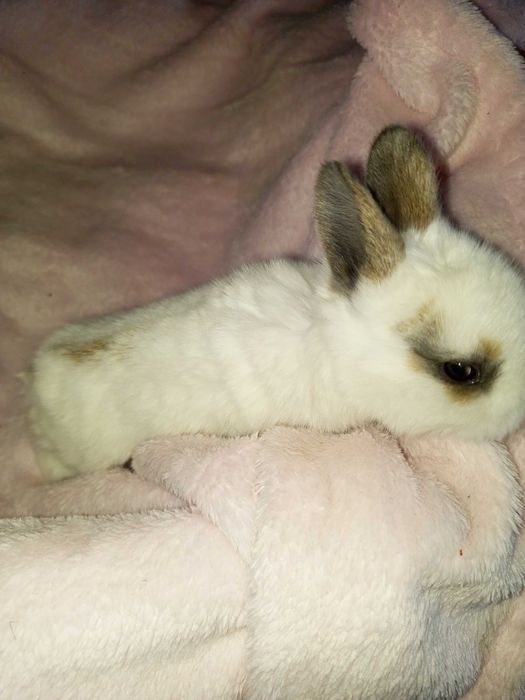 Кролики декоративні