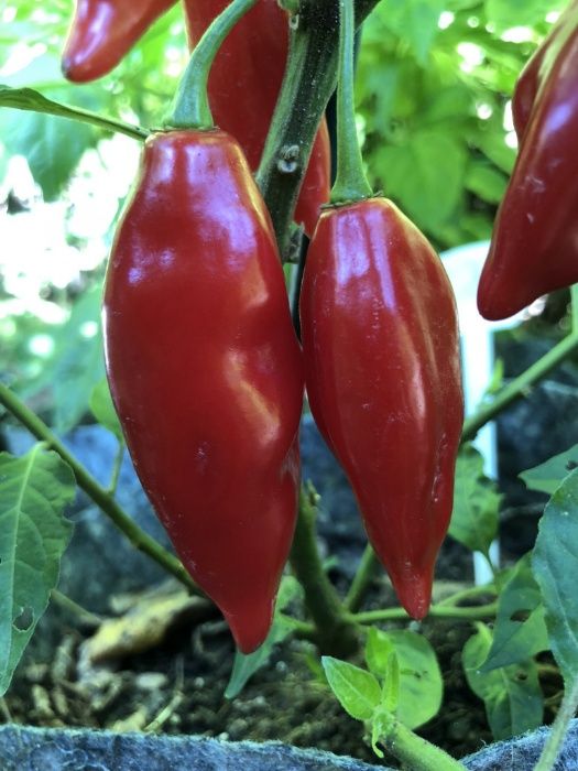 Sementes de Pimentos/Malaguetas/Piri-Piris mais picantes do mundo