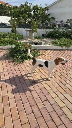 Cão de raça  Beagle