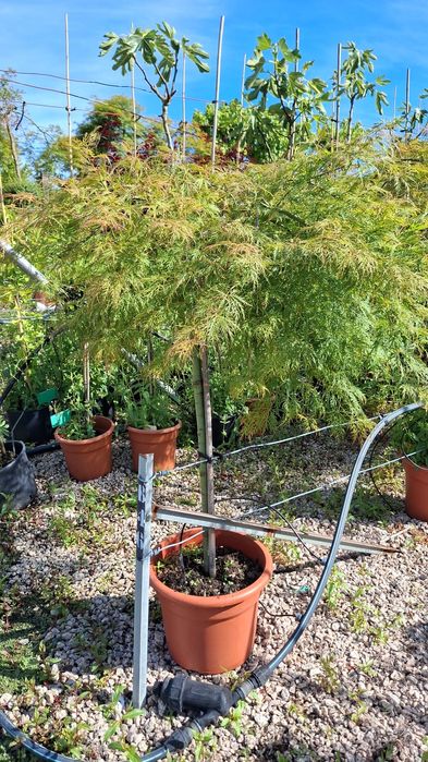 Planta acer dissectum vermelho e verde