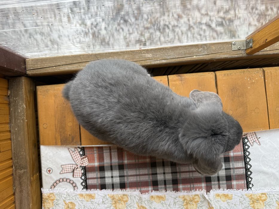 Samica baran francuski niebieski rodowód