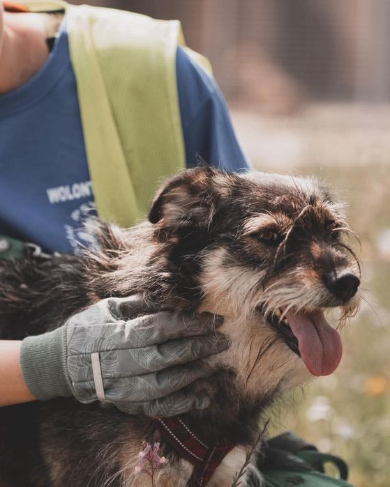 Sunia Nefra szuka domu