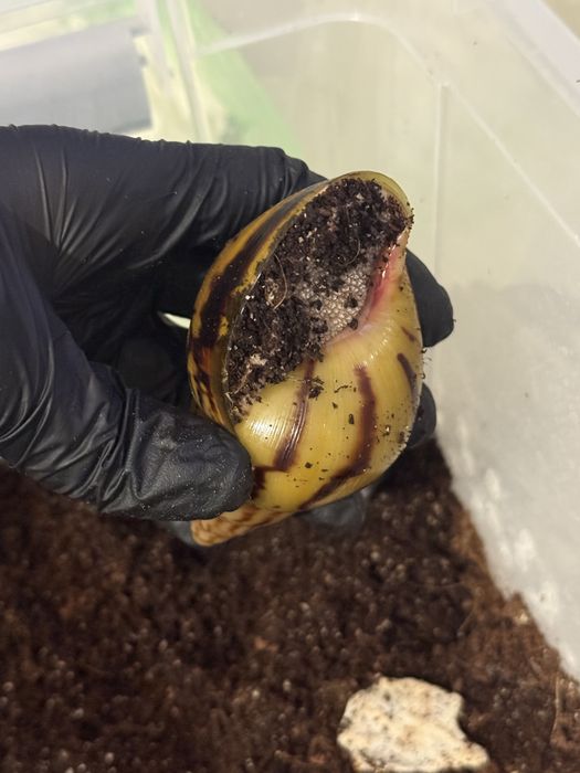 Ślimak afrykański Achatina Achatina Nigeria Standard