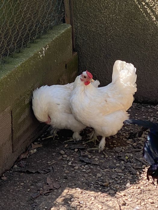 Garnizos brancos e pretos