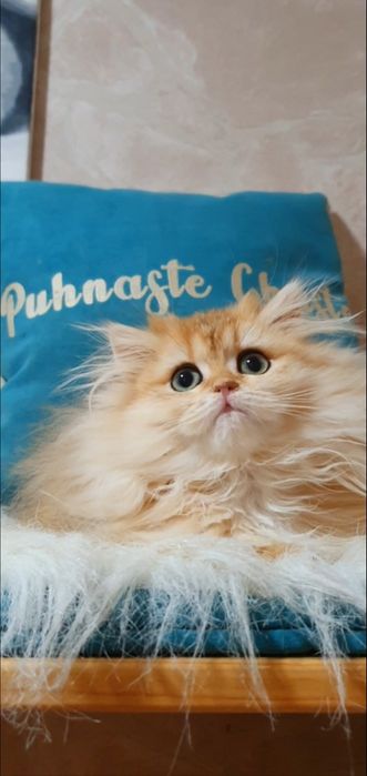 Шикарная длинношерстная золотая шиншилла