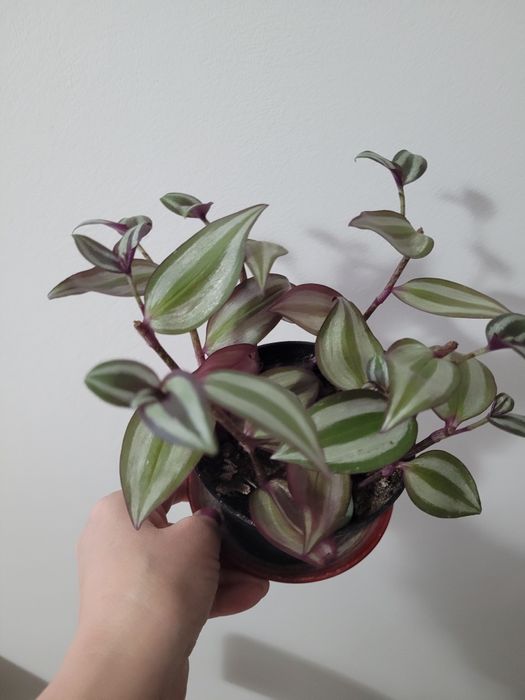 Kwiaty doniczkowe  trzykrotka żyworódka