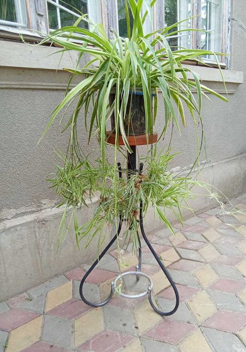 Хлорофітум та сансев'єра - очищувачі повітря для дітей та літніх людей