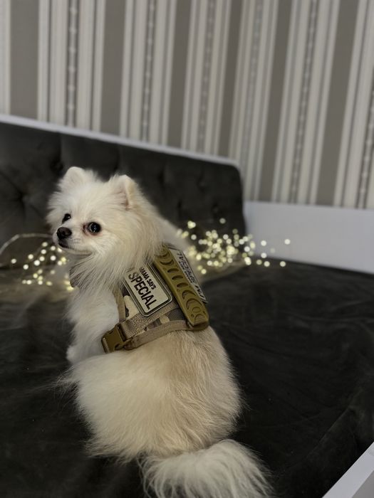 Военная шлейка для собак с шевронами