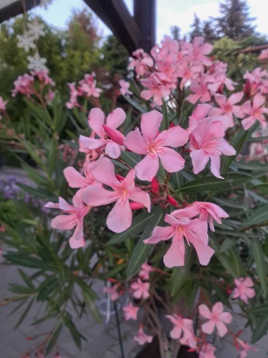 Sprzedam sadzonki oleandra