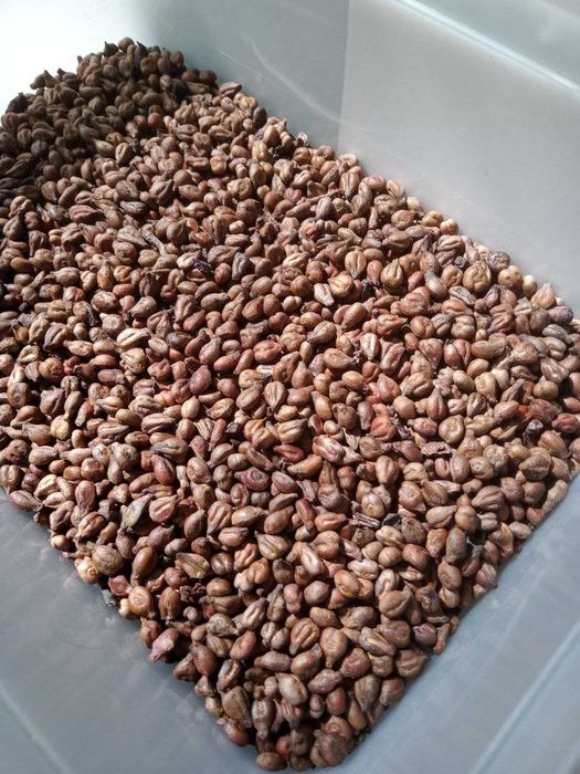 Натуральные виноградные косточки и порошок из косточек суперфуд