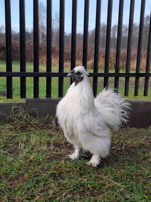 Młode koguty silka jedwabista możliwa zamiana