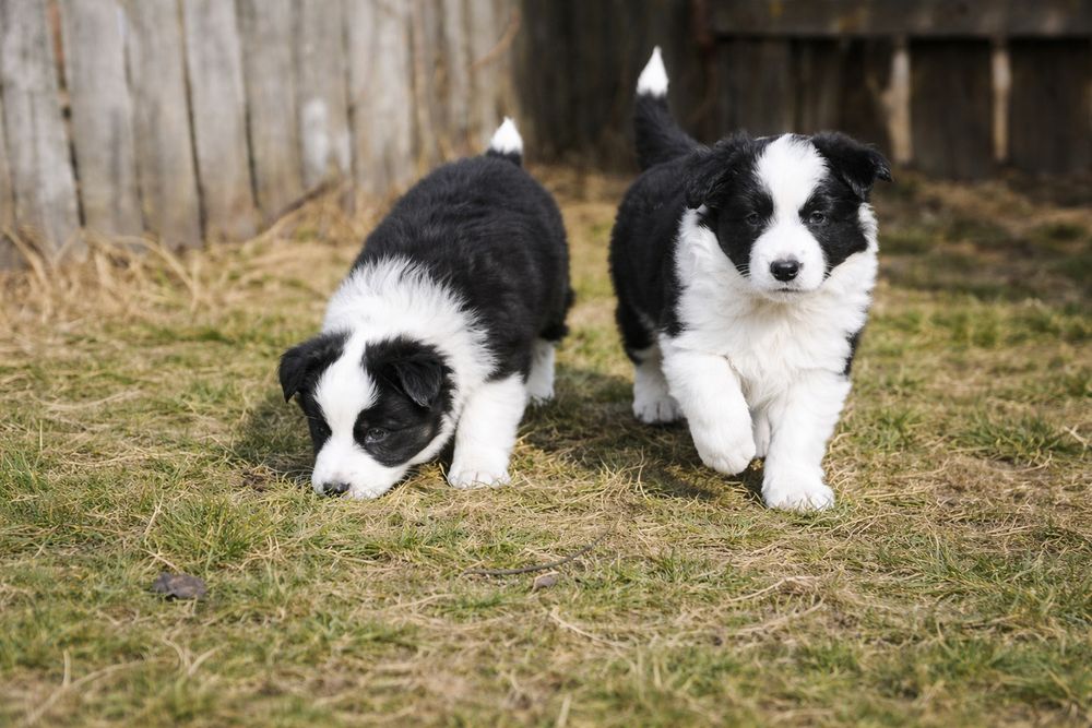 Щенки Бордер Колли