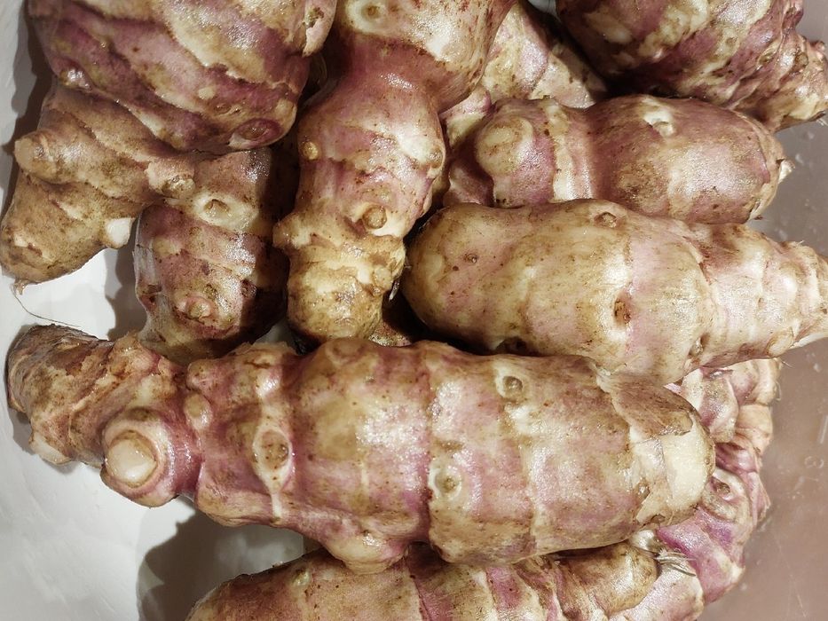 HIT 8kg extra topinambur podłużny duży, leczniczyy