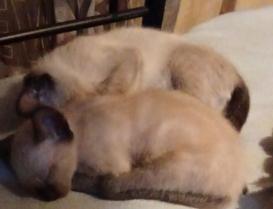 Gatinhos bebês para adoção