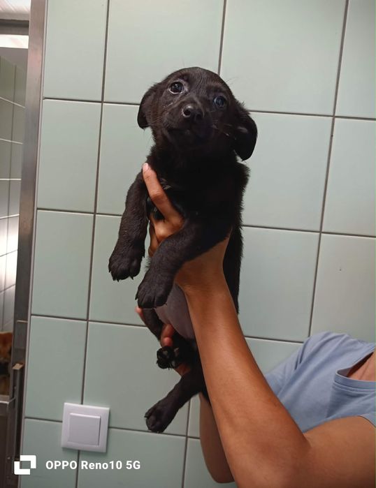 Bebés porte pequeno