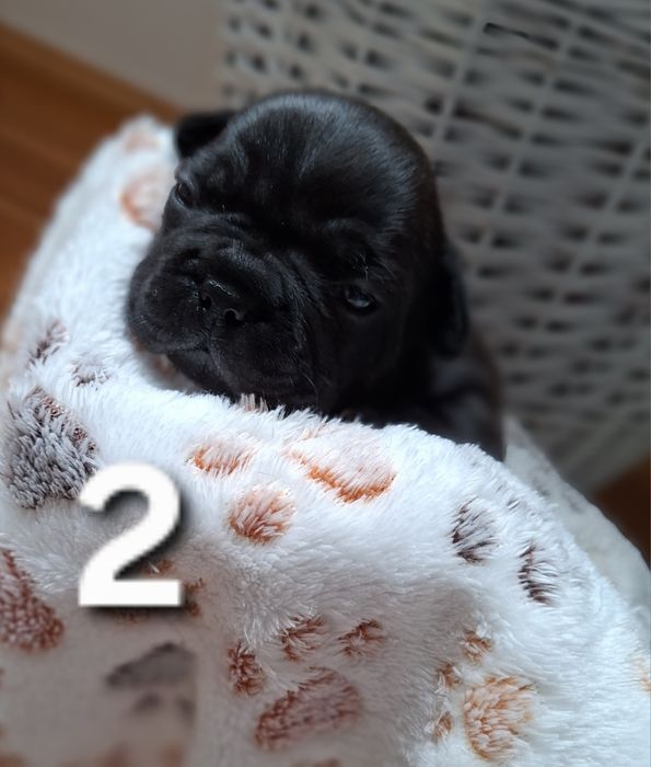 Buldog francuski