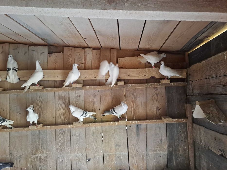 Golebie jasne pasiate