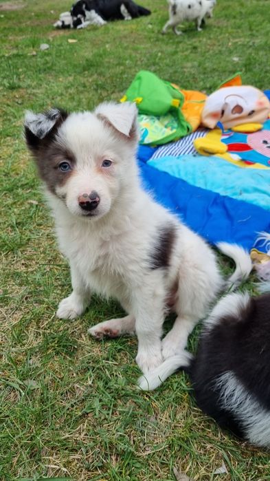Border Collie suczka blue merle