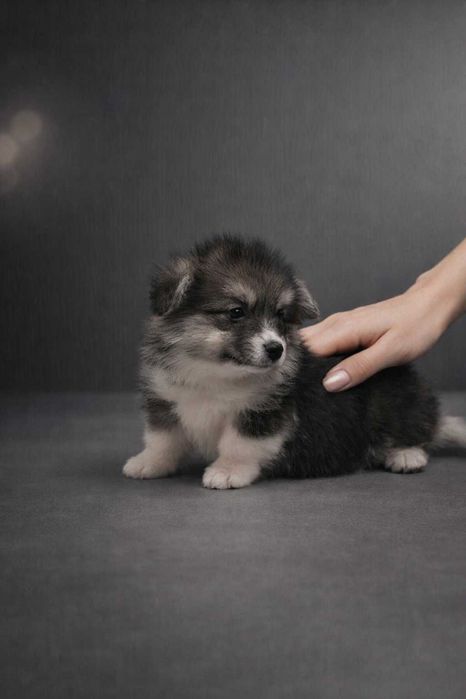 КОРГІ - розписна яскрава дівчинка