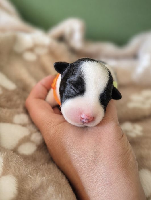 Jack Russell Terrier ZKwP gładkowłose szczenięta