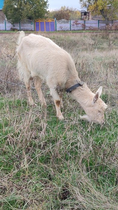 Продам Козу разом з Цапом
