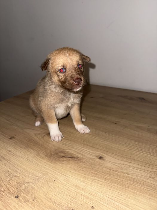 Szczenięta Husky do adopcji