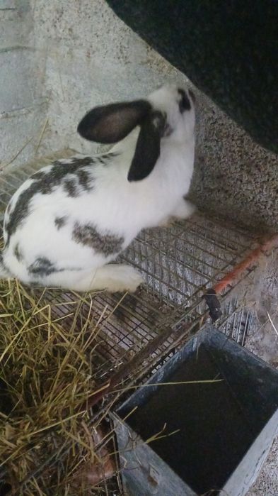 Coelhos para criacao ou consumo
