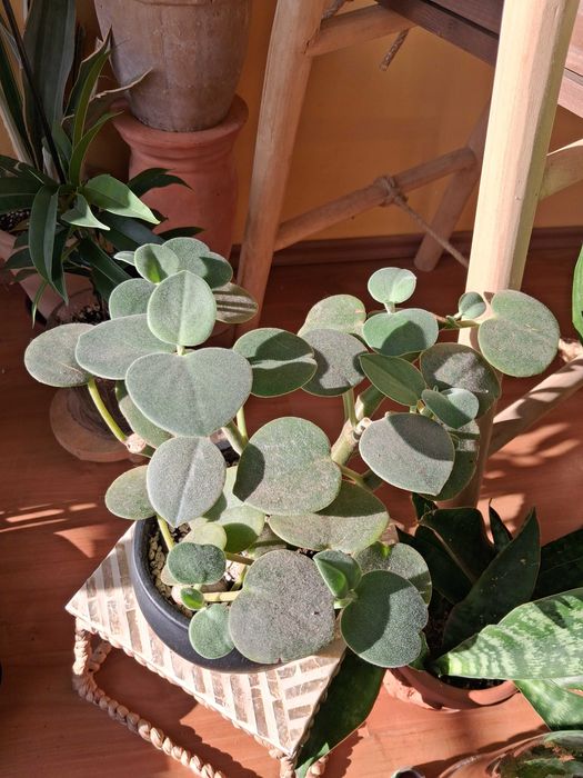 Peperomia incana
