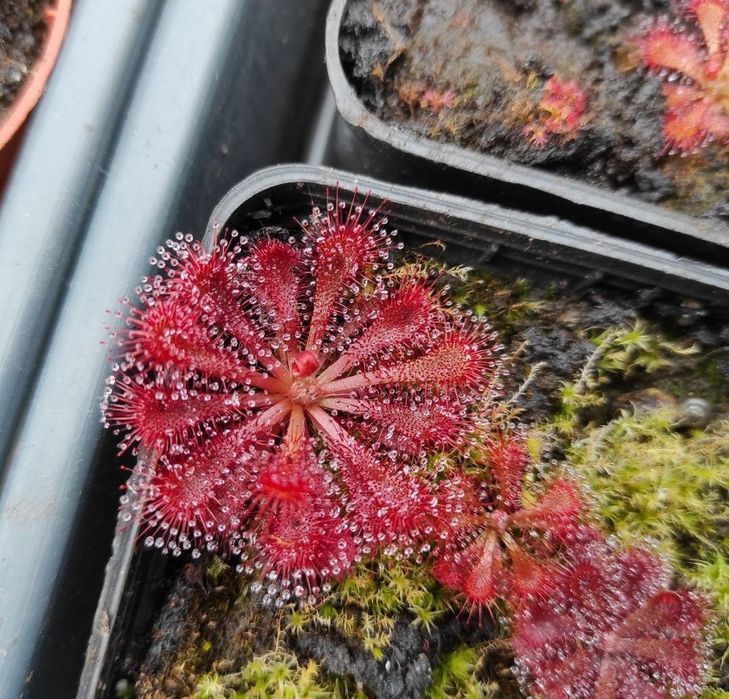 Sadzonka rosiczki Drosera spatulata rosiczka roślina owadożerna 5szt