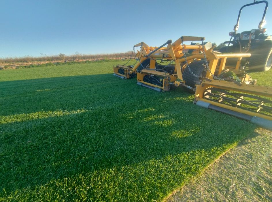 Trawa z rolki Barenbrug, Plantacja ok. Lublina, Trawa w rolce
