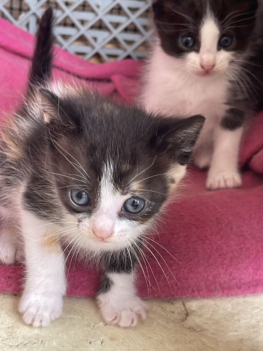 Gatos para adoção
