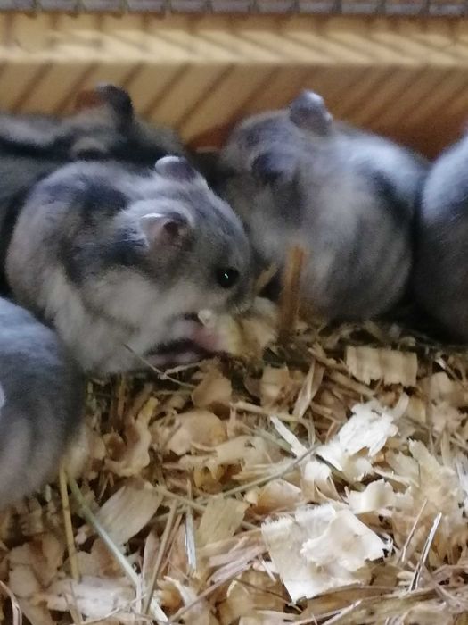 Хомячки джунгарики, хомяки джунгарские