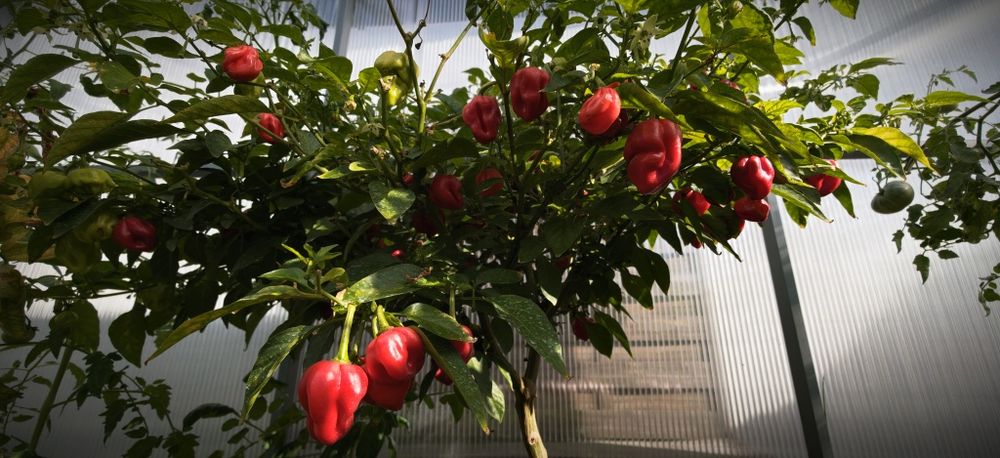 Papryka Habanero Red owoce