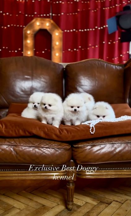 Білі SUPER VIP міні цуценята  померанські шпіци ведмедики з документам