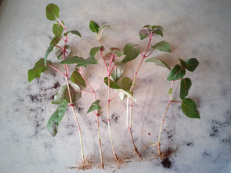 Фуксия молодая .