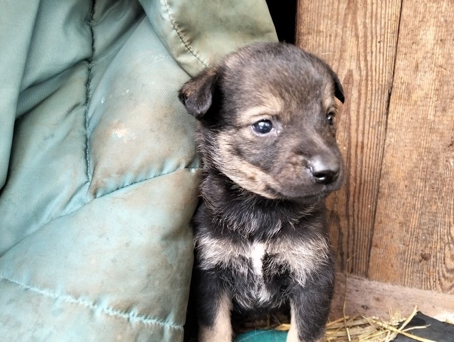 Песики маленької породи