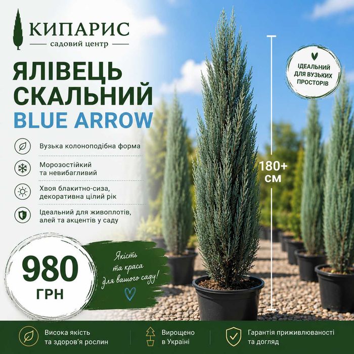 Ялівець Скальний Blue Arrow 180+cм