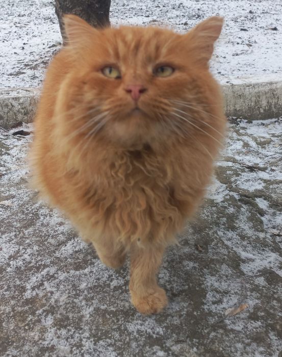 Рижик - в найкращу сім'ю.