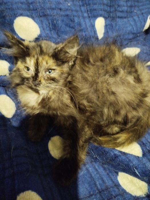 Очень спокойный маленький котенок ищет дом