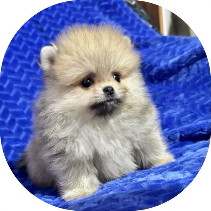 !!Wow!Ляльковий міні ведмедик !