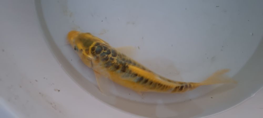 Carpa Koi - 30 cm
