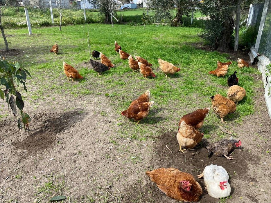 Ovos de galinha caseiros