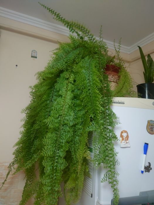 Продам вазон папороті.