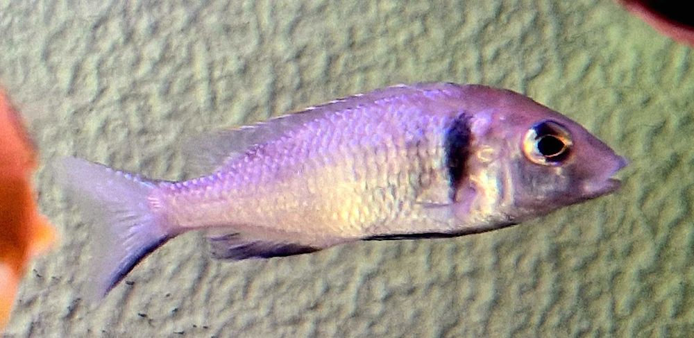 Ciclidios Africanos Lago Malawi Sesimbra