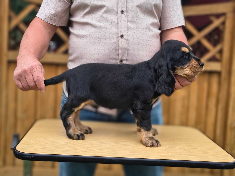 cocker spaniel angielski piękny  piesek