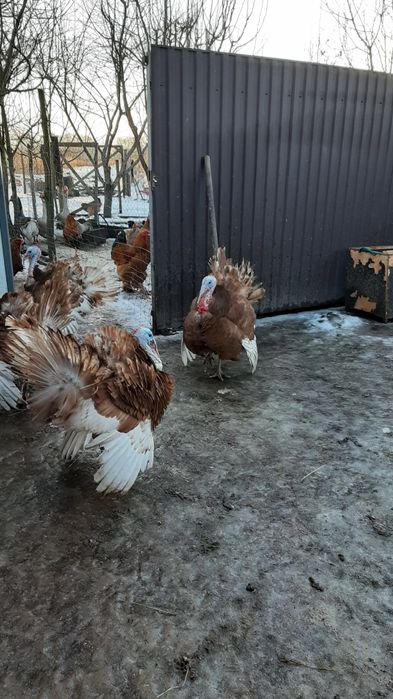 Індик бурбон на племмя