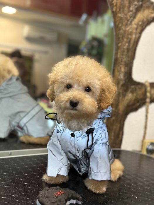 Красивый пуделек