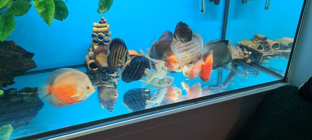 Zestaw akwarium 720L 200x60x60  kompletny z życiem